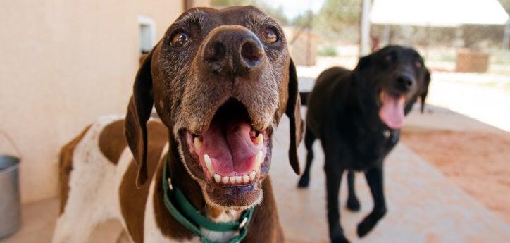 two dogs jogging forward and smiling