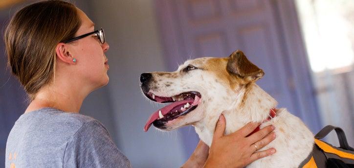 Animal caretaker looking into dog&#039;s eyes