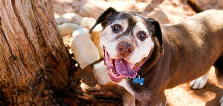 There are many ways to promote animal shelter dogs like this pooch, aptly named Charmer.