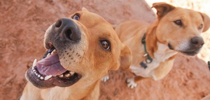 Two dogs who have been spayed. Spaying or neutering is important for all pets.