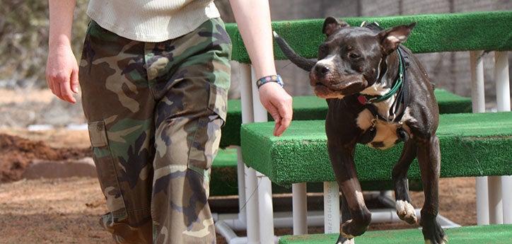 This pitbull dog is enjoying agility training, an enrichment activity offered in some specialized programs at animal shelters.