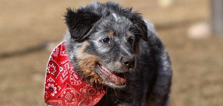 Deaf dog wearing a red bandana