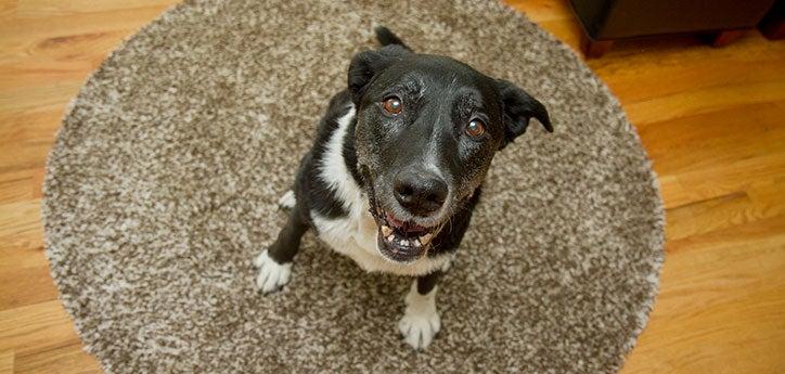 What you feed your dog is important to his overall health. This dog&#039;s person is considering changing his diet to a specially formulated food for senior dogs.