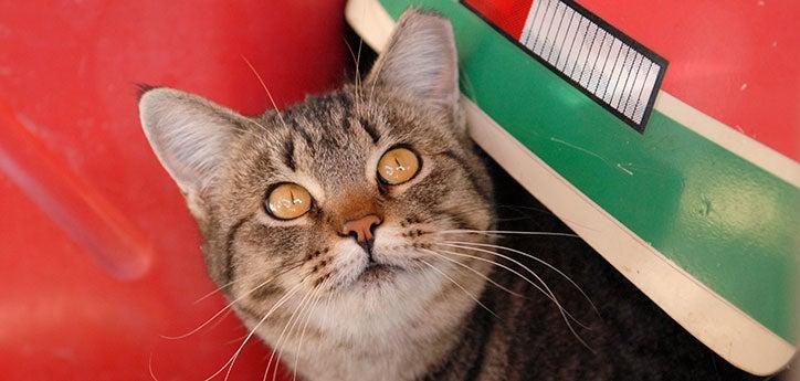 Feral tabby cat with ear tip. He lives in a stray cat colony outdoors.