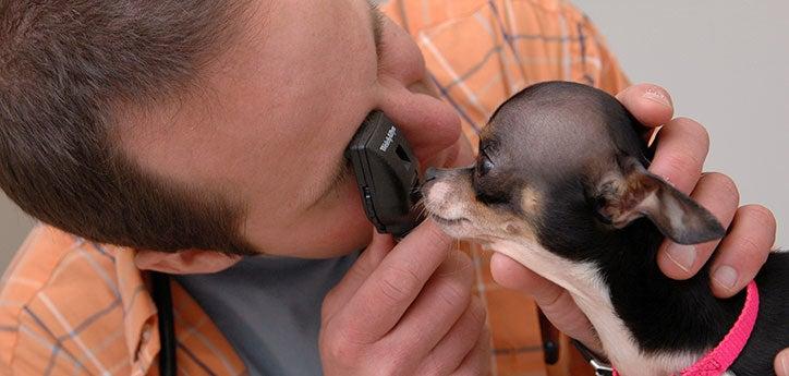 veterinarian examining a small dog