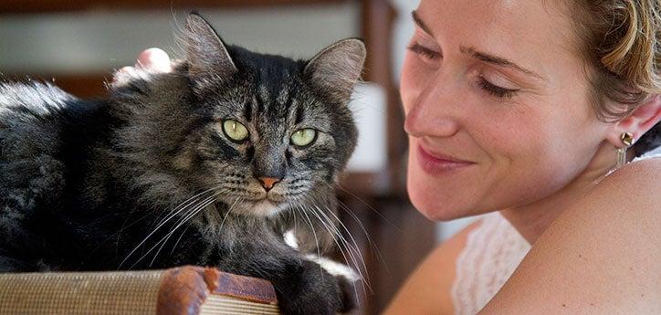 longhair gray tabby cat with a person