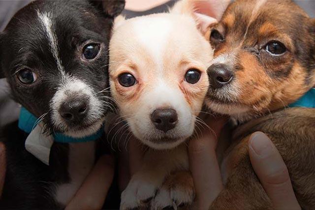 Puppies being rescued 