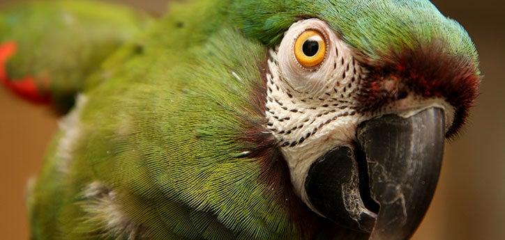 close-up on the face of a healthy green parrot