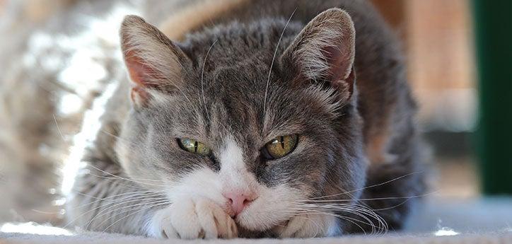 gray-and-white tabby cat lying with head on paws