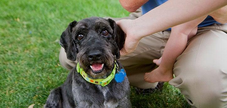 Black schnauzer wearing a green collar