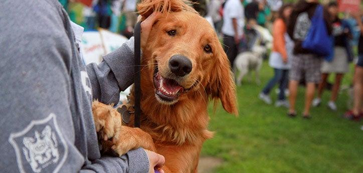 dog jumping up on a person