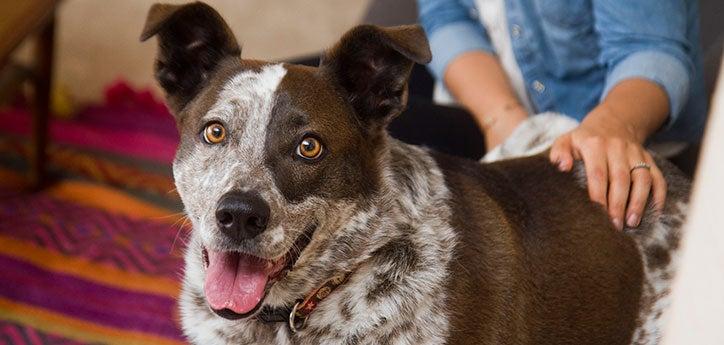 This happy brown shelter dog has received treatment for bloat and is doing well.