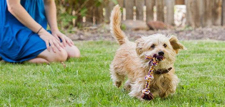 Neutered dog running with rope toy