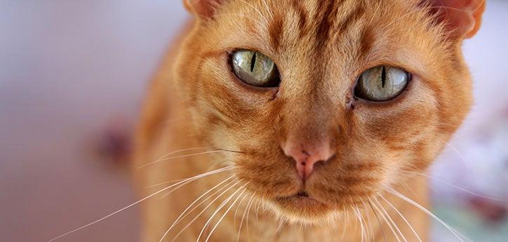 Be on the lookout for pet dangers that could harm your pet, like this indoor orange tabby cat.