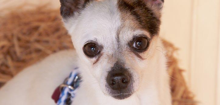 headshot of a small white-and-tan dog looking up alertly