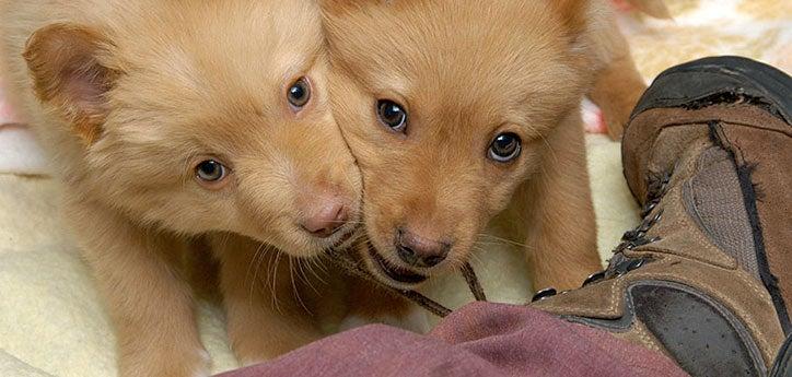 Two puppies chewing on shoe laces, an example of destructive dog chewing