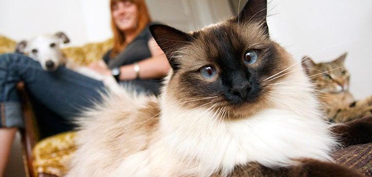 longhair Siamese cat sitting with another cat, a dog, and a person after the cats were introduced to each other successfully