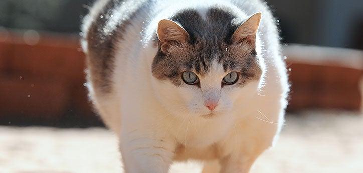 Overweight cat. Obesity in pets is a health concern.