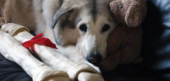 dog guarding food by lying next to the treats and being watchful