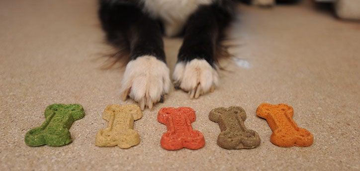 This dog is guarding his bones.