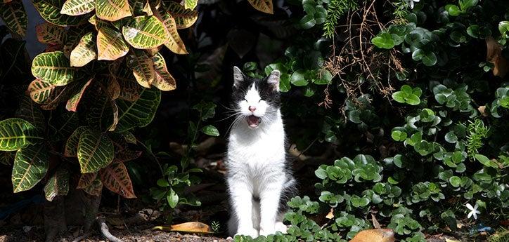 White-and-black feral cat is standing among bushes and meowing. Humane cat traps for TNVR are important to caring for outdoor cats like this one.