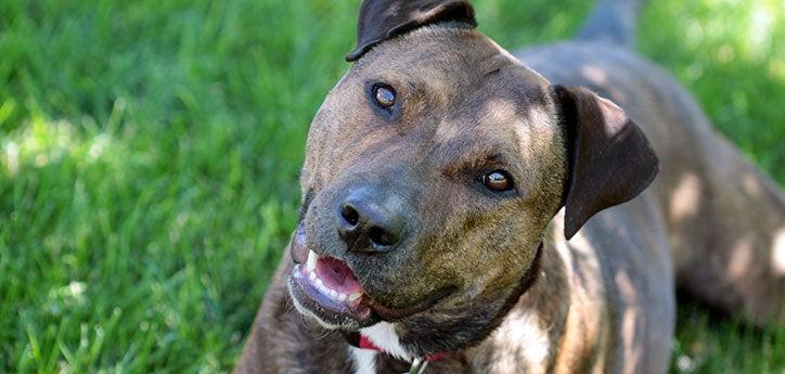 brown dog standing on grass smiling with head cocked