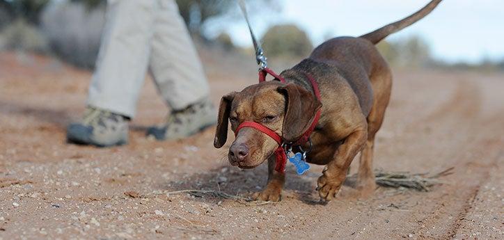 Small dog pulling on leash