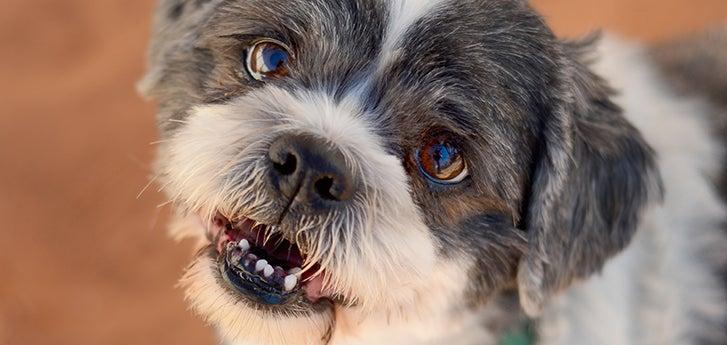 Dog rescued from a puppy mill