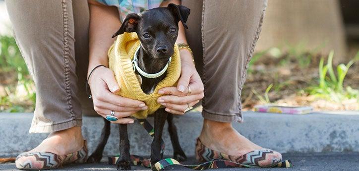 Little dog with separation anxiety staying close to a person