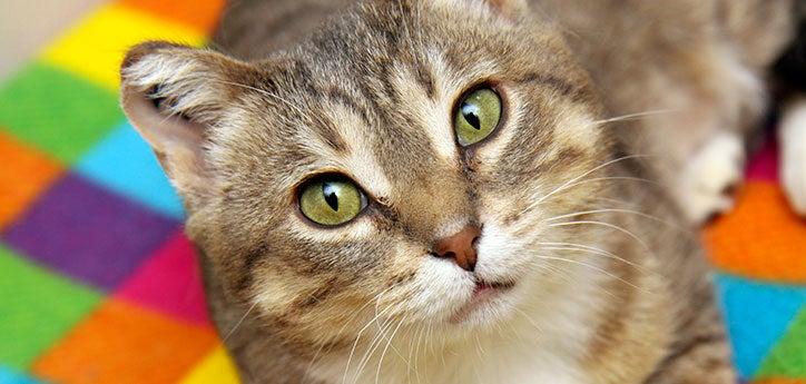 Young healthy cat looking up on a multicolored blanket