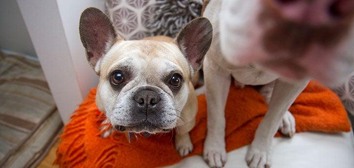 French bulldog who is going to vet for a routine checkup and care