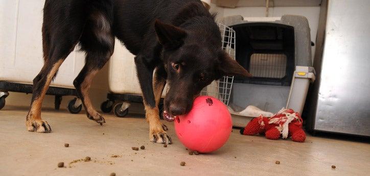 This shepherd mix is more interested in playing with his ball than going back in his crate.