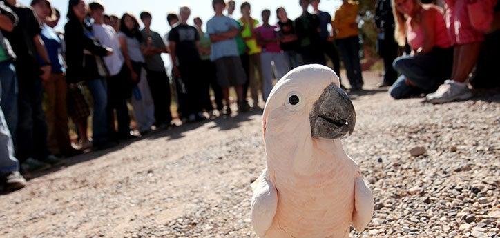 Parrot educating a group of students at Best Friends Animal Sanctuary in Kanab, Utah