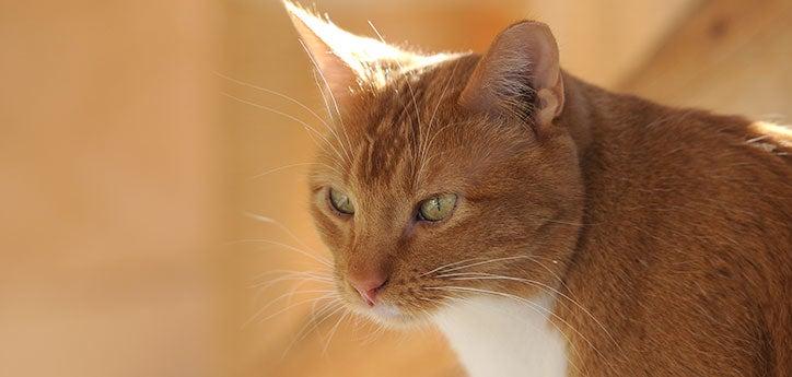 Outdoor orange tabby cat who was the victim of animal cruelty