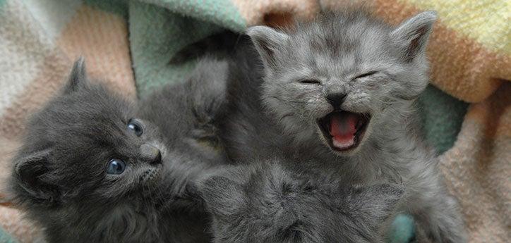 Gray kitten meowing loudly