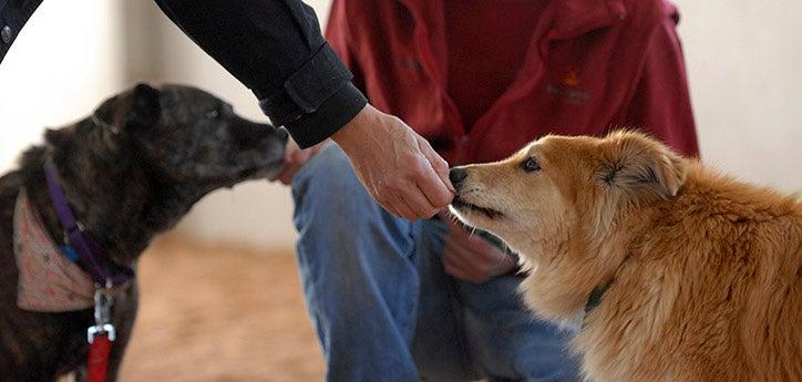 two dogs receiving treats during training for dog leash reactivity