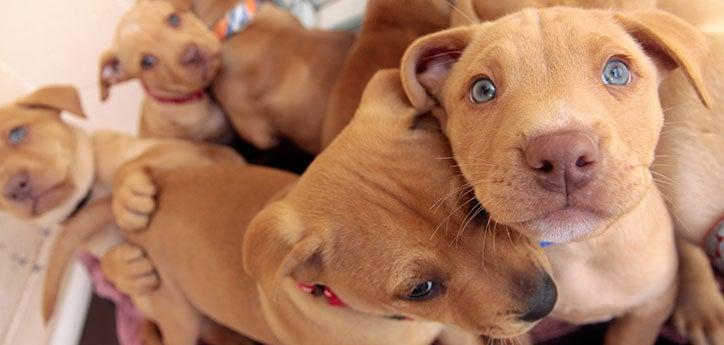 Use animal shelter fundraising strategies to help sweet pitbull puppies like these balls of love.