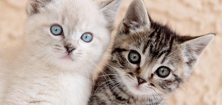 Two kittens, one white and one tabby, who were just adopted and brought home