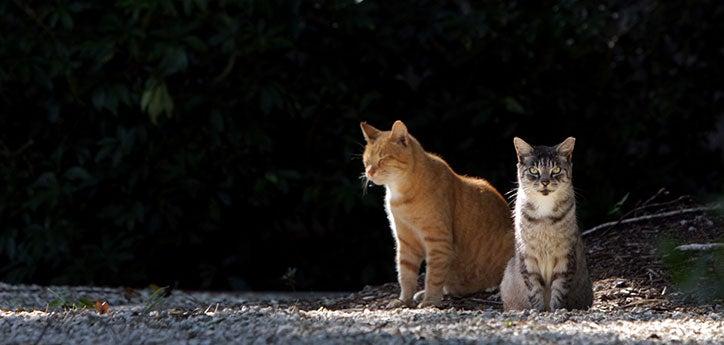 Two tabby cats who are part of a TNR program