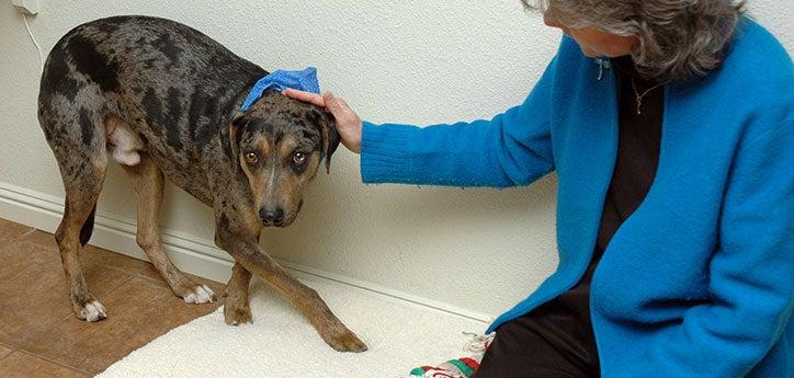 a person calmly sitting by a nervous dog