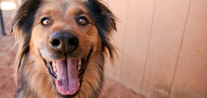 Dog in front of a fence that provides a visual barrier