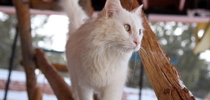 White cat enjoying time in an outdoor catio or cattery