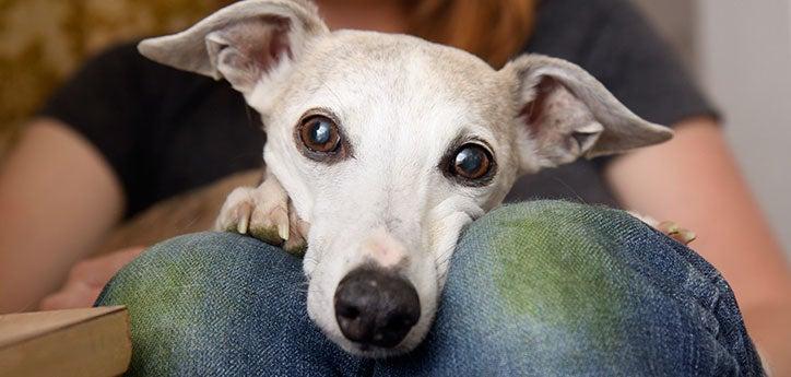 White greyhound resting on person&#039;s lap