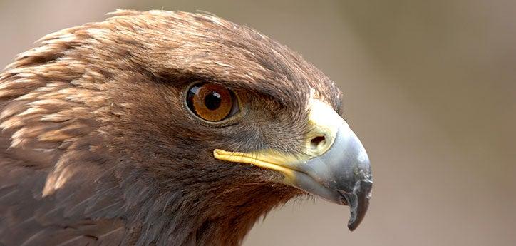 headshot of an eagle who received help from a wildlife rehabilitator