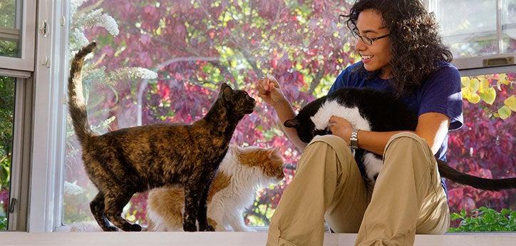 three shorthair domestic cats, who used to be scared of one another, comfortably gathered together around a person