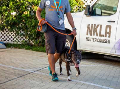 Person walking a dog on a leash in front of a pet transport van