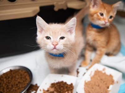 Two kittens with three different types of food in front of them