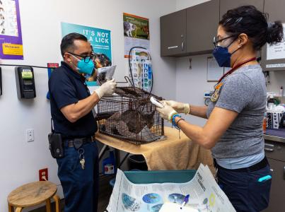 Two people wearing masks with a community cat in a humane trap