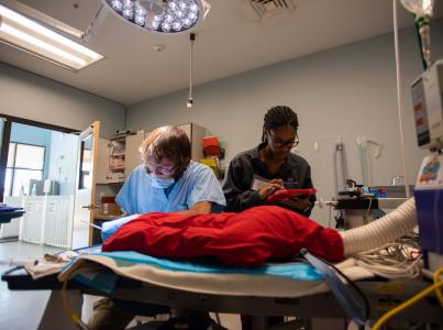 Two people working together in a veterinary clinic setting