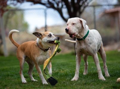 Two happy dogs playing together outside in the grass